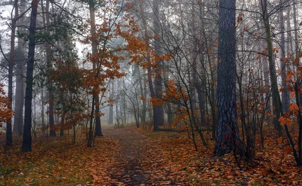 Floresta Outono Nevoeiro Envolveu Árvores Folhas Grama Vestida Com Roupas — Fotografia de Stock