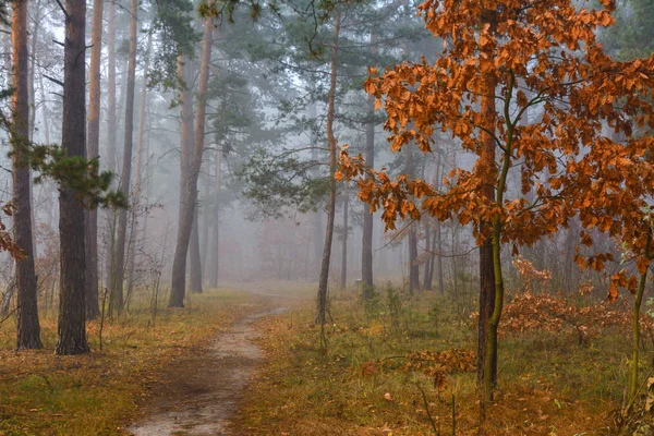 Forest Automne Brouillard Enveloppait Les Arbres Feuilles Herbe Habillées Tenues — Photo