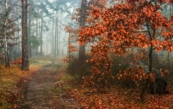 Bosque Otoño Niebla Envolvió Los Árboles Hojas Hierba Vestidas Con —  Fotos de Stock