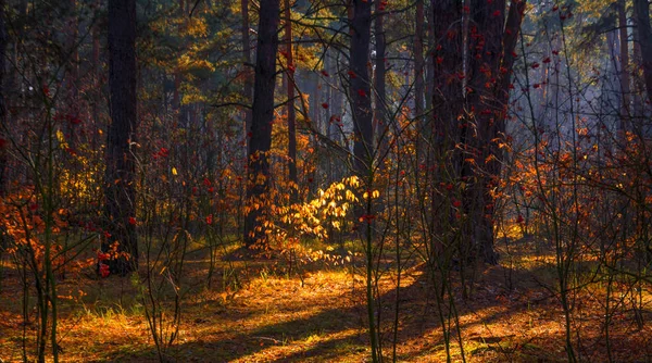 穿着秋装 在森林里愉快地散步 阳光照射在树枝上 薄雾使你神秘莫测 — 图库照片