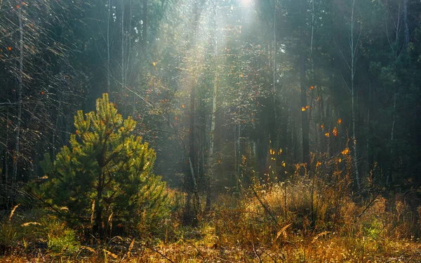 Floresta Outono Agradável Passeio Floresta Vestido Com Uma Roupa Outono — Fotografia de Stock
