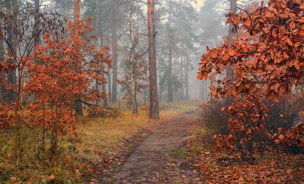 森だ秋だ霧が降下し 幽霊と神秘的な木々の輪郭を作った 秋の装いをした森の中を散歩 — ストック写真