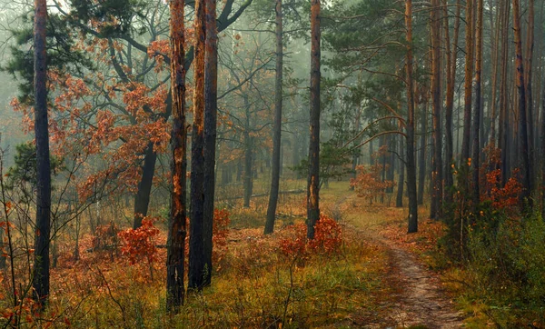Erdőben Ősz Köd Leszállt Fák Körvonalait Kísértetiesen Titokzatossá Tette Egy — Stock Fotó