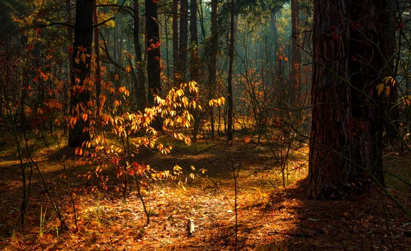 Wald Herbst Ein Gemütlicher Waldspaziergang Herbstlichen Outfit Sonnenlicht Spielt Den — Stockfoto