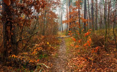 Sonbahar. Orman. Manzara. Sonbahar renkleri ormanı değiştirdi. Hafif sis seni gizemli yapıyor. Güzel yürüyüş..