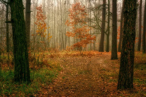 Herbst Wald Szenerie Herbstfarben Verwandelten Den Wald Leichter Nebel Macht — Stockfoto