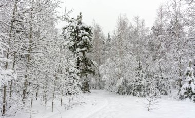 Kış. Orman. Ağaçlara beyaz kıyafetler giydirilmiş kar. Karlı ormanda hoş bir yürüyüş..