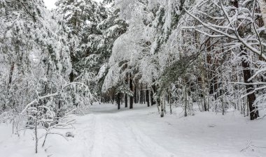 Kış. Orman. Ağaçlara beyaz kıyafetler giydirilmiş kar. Karlı ormanda hoş bir yürüyüş..