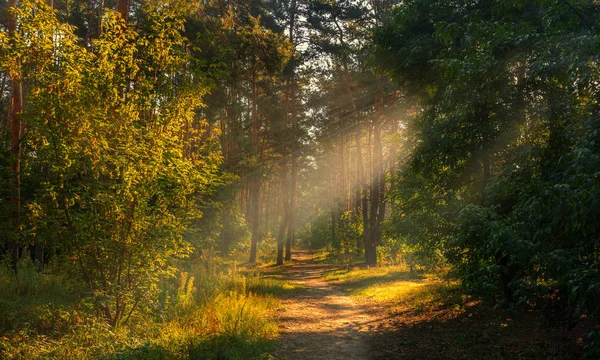 Лес Пейзаж Доброе Солнечное Утро Луч Солнца Проникает Сквозь Деревья — стоковое фото
