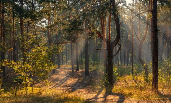 Floresta Cenário Bom Dia Ensolarado Raios Sol Penetram Nas Árvores — Fotografia de Stock
