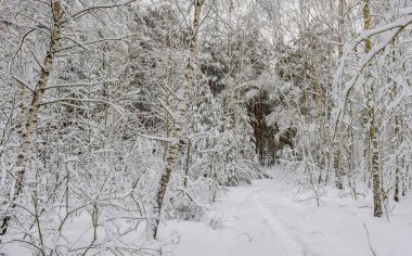 Kış. Karla kaplı orman. Dallar çok kardan bükülür. Güzel kış manzarası.