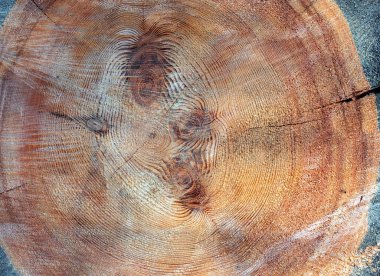 Ağacın çapraz kesimi. Enine kesit. Geçmişi. Damla.