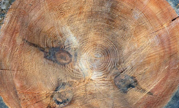 Διασταύρωση Του Δέντρου Εγκάρσια Τομή Ιστορικό Κοπριά — Φωτογραφία Αρχείου