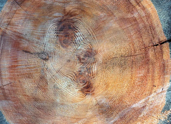 Cross section of the tree. Transverse section. Background. Stump.