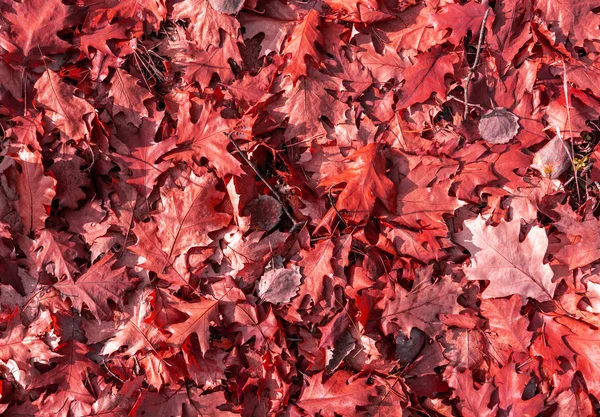 Las Hojas Roble Caído Están Cubiertas Con Una Alfombra Que —  Fotos de Stock