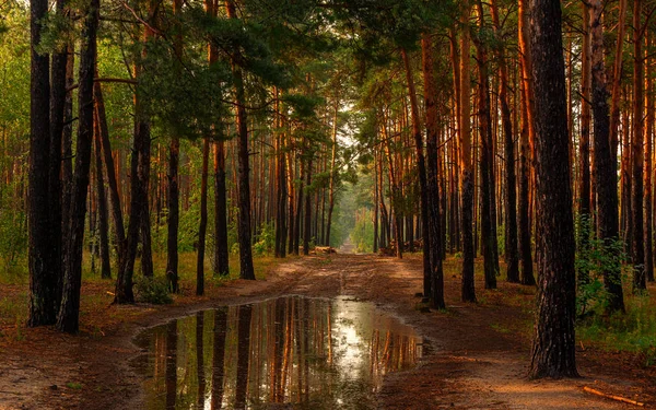 森の中を歩く いい天気だね雨は終わり 木が反映された大きな水たまりを残しました — ストック写真