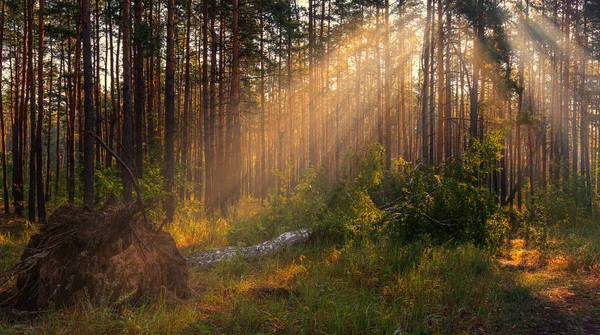 Ormanda Yürü Güzel Güneşli Bir Hava Yağmur Dindi Ağaçların Yansıdığı — Stok fotoğraf