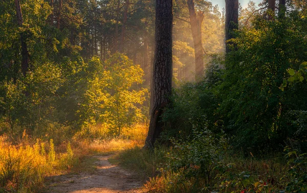 Spacer Lesie Przyjemna Pogoda Promienie Słońca Grają Gałęziach Drzew — Zdjęcie stockowe