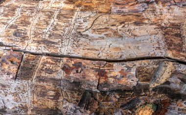 Eski ahşap bir tahtanın yakın çekim görüntüsü. Buruşuk ağaç gövdesi. Tahtakurusu tarafından yenmiş. Geçmişi. Doku.