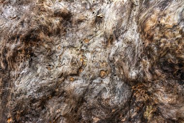 Eski ahşap bir tahtanın yakın çekim görüntüsü. Buruşuk ağaç gövdesi. Geçmişi. Doku.