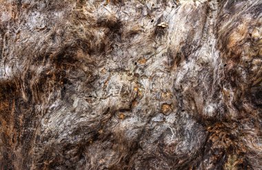 Eski ahşap bir tahtanın yakın çekim görüntüsü. Buruşuk ağaç gövdesi. Geçmişi. Doku.