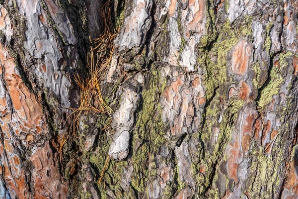 Embossed Texture Pine Bark Background — Stockfoto