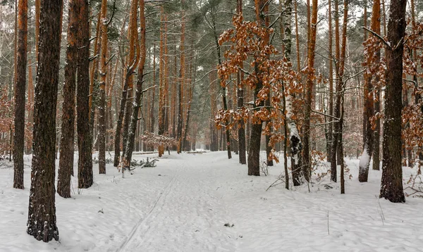 Forest Winter Lot Snow White Blanket Covered Ground Trees Snowfall — Stock Photo, Image