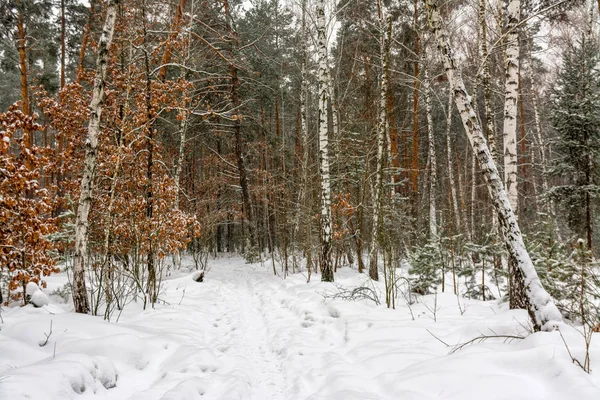 Forest Winter Lot Snow White Blanket Covered Ground Trees Snowfall — Stock Photo, Image