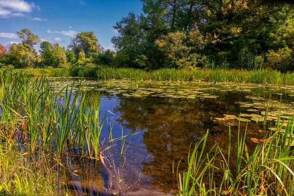 River. Coast. The reeds and leaves of water lilies. Forest.