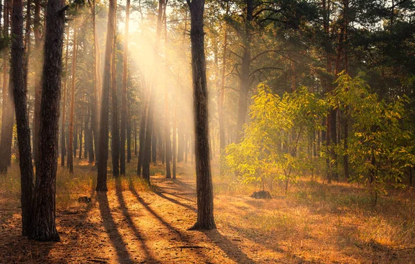 Прогулка Лесу Приятная Погода Солнечные Лучи Играют Ветвях Деревьев — стоковое фото