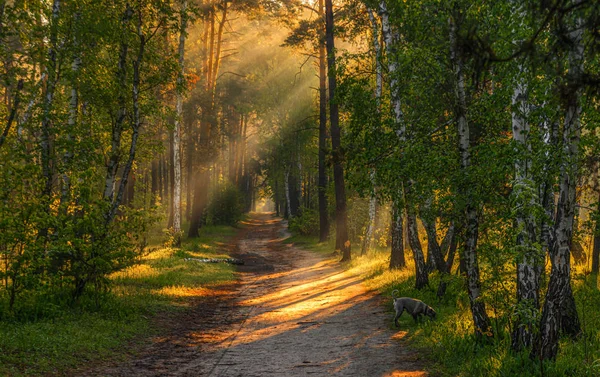 Walk in the woods. Pleasant  weather. Sun rays play in the branches of trees.