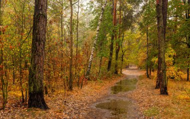 Orman. Yağmur yağıyor. Ağaçlar su birikintilerine yansıyor. Sonbahar havası. Islak.