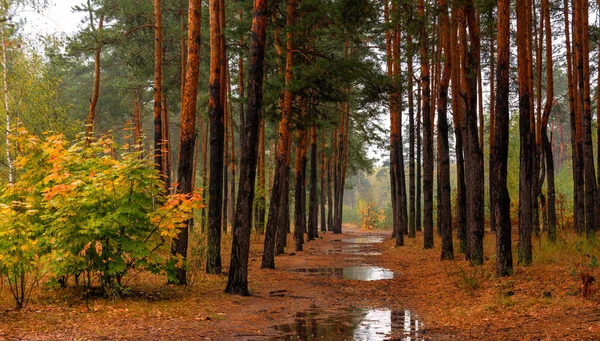 Floresta Está Chover Árvores Refletem Poças Tempo Outono Humidade — Fotografia de Stock