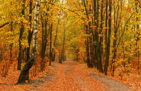 Δάσος Περπατήστε Στη Φύση Φθινόπωρο Φύλλα Αρχίζουν Πέφτουν Χρώματα Φθινοπώρου — Φωτογραφία Αρχείου