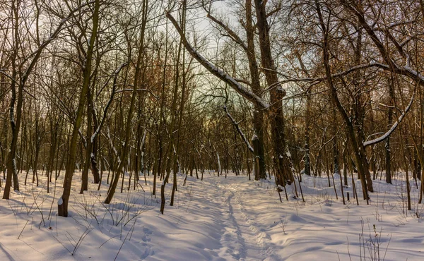 Forest Winter Good Sunny Weather Pleasant Walk Snowy Trees — Stock Photo, Image
