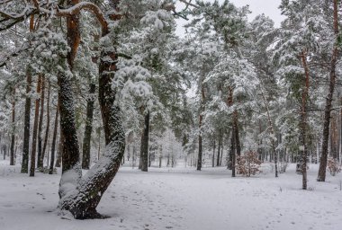 Kış. Karlı orman. Dallar çok kardan bükülür. Güzel kış manzarası. Kar yağışıweather condition.