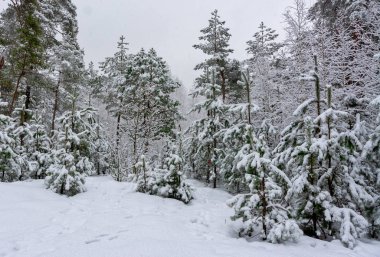 Kış. Karlı orman. Dallar çok kardan bükülür. Güzel kış manzarası. Kar yağışıweather condition.