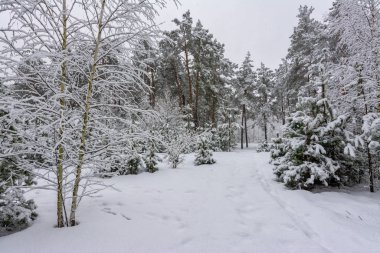 Kış. Karlı orman. Dallar çok kardan bükülür. Güzel kış manzarası. Kar yağışıweather condition.