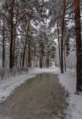 Kış. Karlı orman. Dallar çok kardan bükülür. Güzel kış manzarası. Buzlar çözülsün. Kar yağıyor..