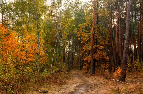 Höstskog Stigen Slingrar Sig Bland Träden Fint Väder Vackra Höstfärger — Stockfoto