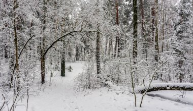 Kış. Karlı orman. Dallar çok kardan bükülür. Güzel kış manzarası. Kar yağışıweather condition.