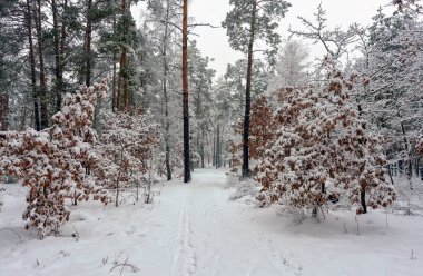 Kış. Karlı orman. Dallar çok kardan bükülür. Güzel kış manzarası. Kar yağışıweather condition.