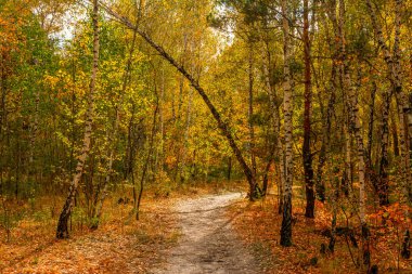 Orman. Sonbaharın başlangıcı. Yapraklar sararmaya ve kızarmaya başladı ama yine de dallara tutundu. Güneşli bir gün. Ağaçların arasında keyifli bir yürüyüş.