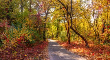 Orman. Sonbaharın başlangıcı. Yapraklar sararmaya ve kızarmaya başladı ama yine de dallara tutundu. Güneşli bir gün. Ağaçların arasında keyifli bir yürüyüş.