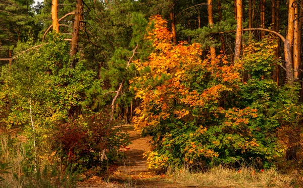 Wald Herbstanfang Die Blätter Begannen Sich Gelb Und Rot Färben — Stockfoto