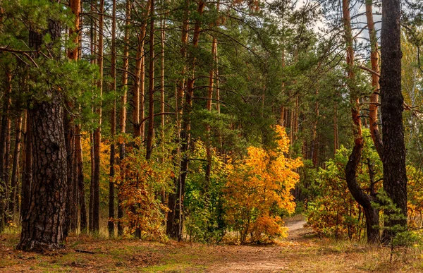 Bosque Comienzo Del Otoño Las Hojas Comenzaron Ponerse Amarillas Ruborizadas — Foto de Stock