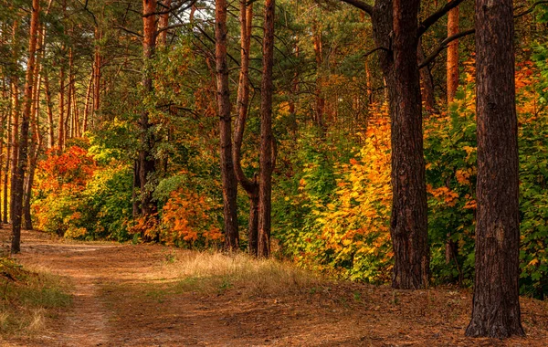 森だ秋の初め 葉は黄色や赤面し始めましたが 枝にはまだ保持されていました 晴れた日 木々の間を散歩 — ストック写真