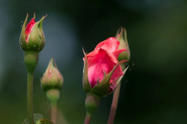Роза Шиповник Род Культурная Форма Растений Розового Семейства Кусты Высотой — стоковое фото