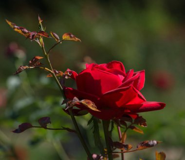 Gül tomurcuğu yakın plan. Yumuşak odaklanma. Çiçek. Doğa.