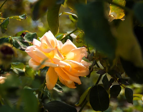 Růžový Záběr Zblízka Jemné Soustředění Květina Nature — Stock fotografie